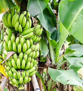 http://foodnsport.com/assets/images/300/banana-plant.png