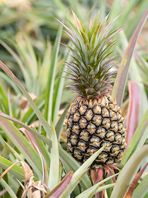 Pineapple growing