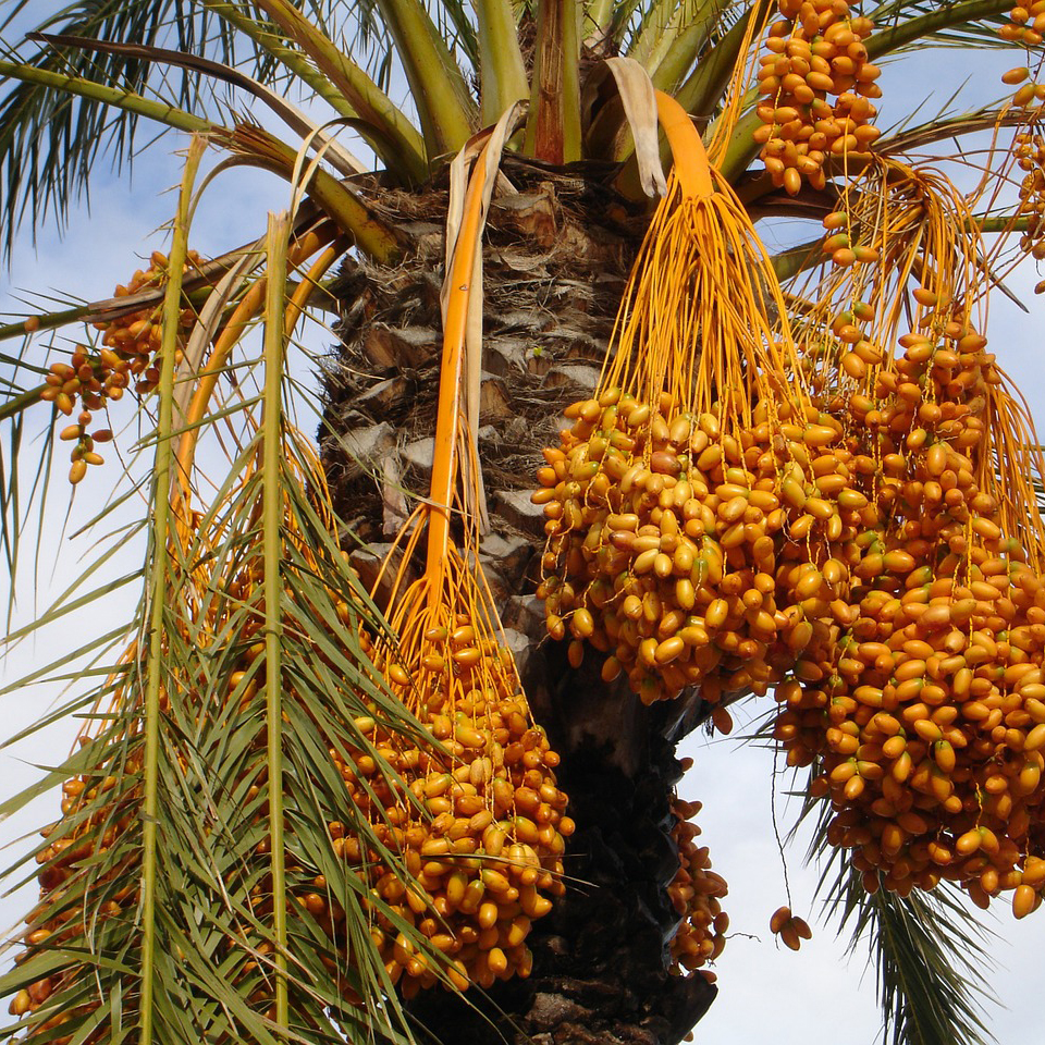 What Does A Date Palm Look Like